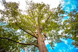 Best Tree Preservation Services  in , KS