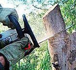 Best Tree Risk Assessment  in , KS