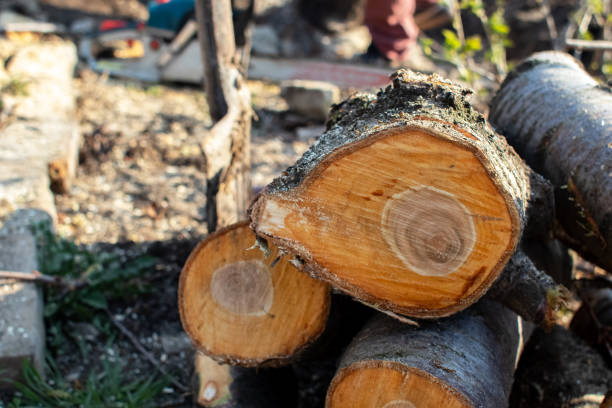 Best Tree Disease Treatment  in , KS