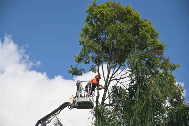 Best Tree Removal  in , KS