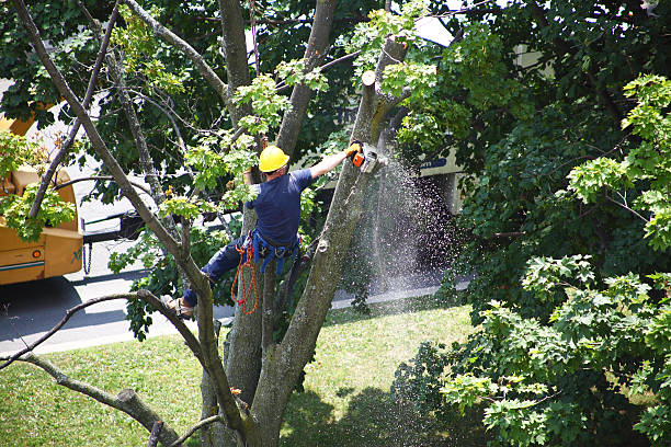 Best Leaf Removal  in , KS