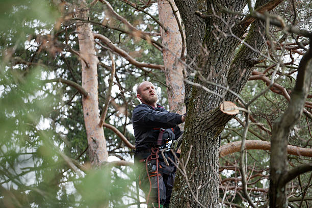 Best Arborist Consultation Services  in , KS