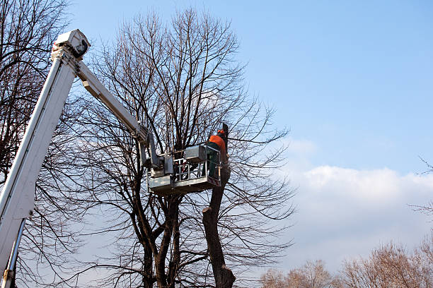 Best Tree Health Inspection  in , KS